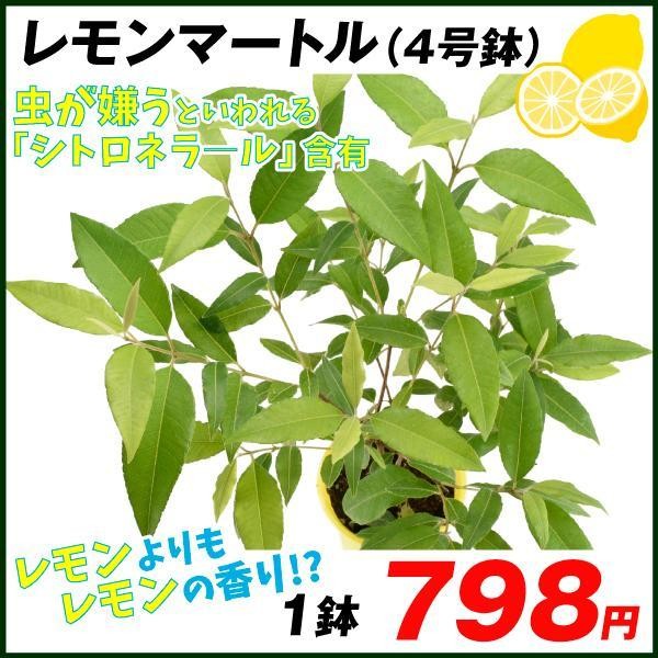 ハーブ レモンマートル 4号鉢 1鉢