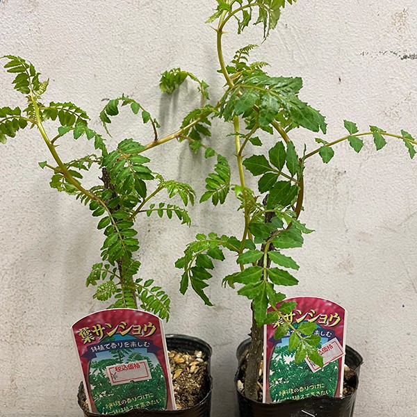 有用植物苗 葉サンショウ 1株