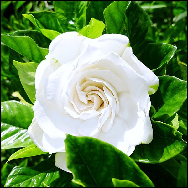 花木 八重クチナシ 5号鉢 1株