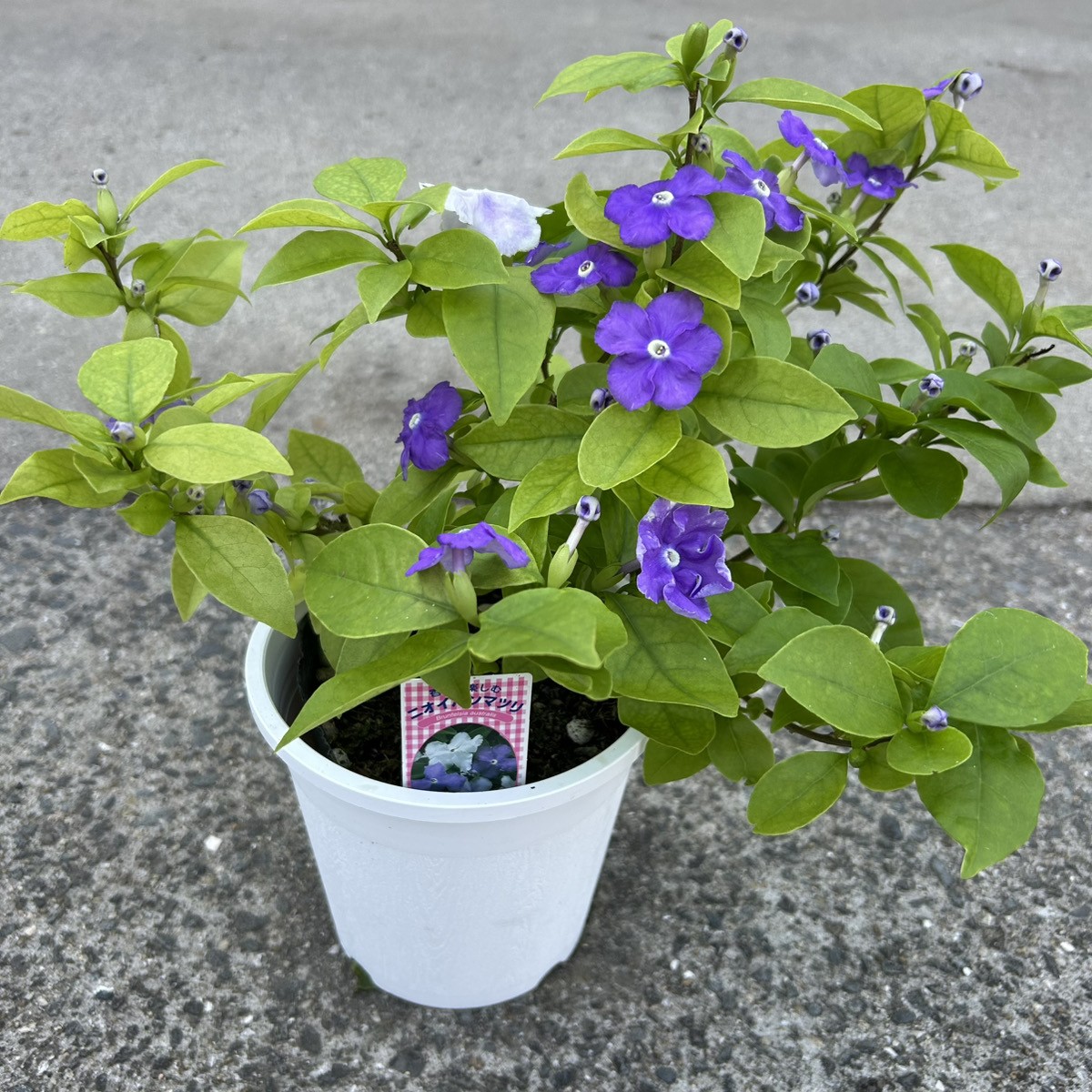 鉢花 ニオイバンマツリ 5号鉢 1株