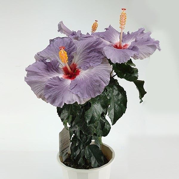 花木 大輪ハイビスカス デニムブルー 5号鉢 1株