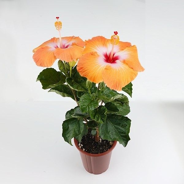 花木 大輪ハイビスカス カバ色 5号鉢 1株