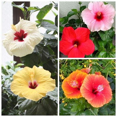 花木 花色おまかせ ハイビスカス 5号鉢 2株