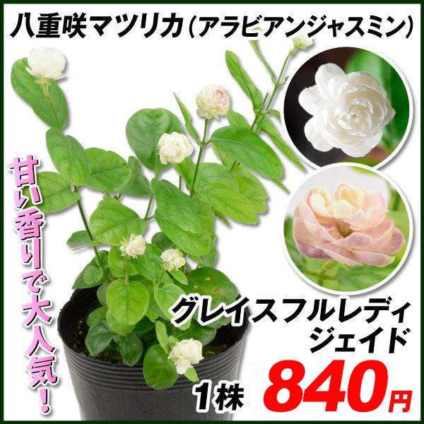 花苗 八重咲マツリカ グレイスフルレディ ジェイド 1株 アラビアジャスミン苗