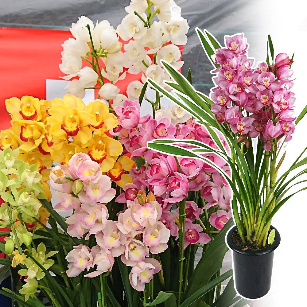 鉢花 花色おまかせシンビジウム 1鉢 /【送料グループNP09】