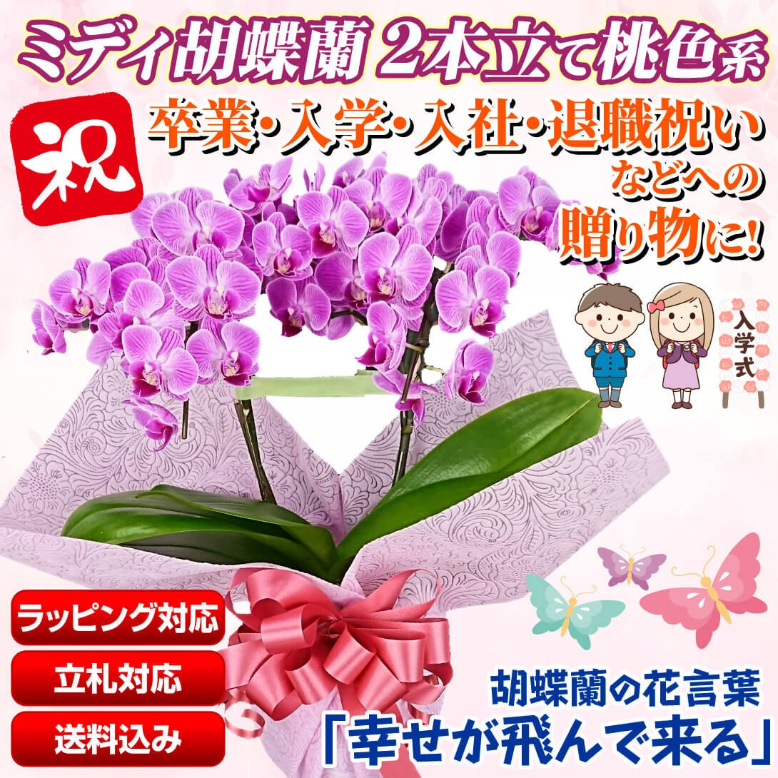 胡蝶蘭 2本立コチョウランミディ 桃色系 特級 1鉢 送料込