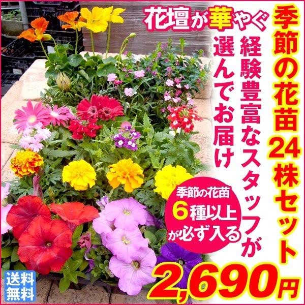 季節の花苗 24ポットセット 送料無料