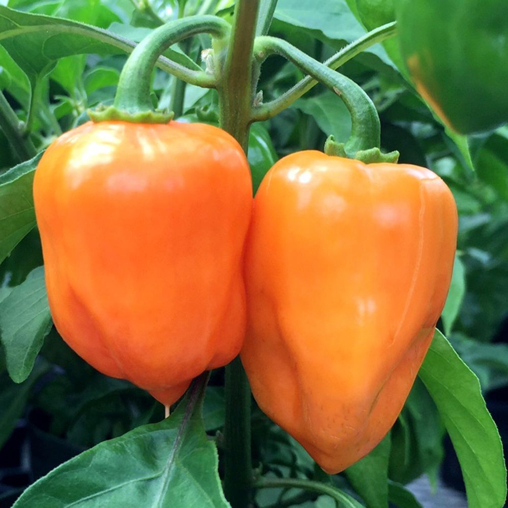 世界の激辛唐辛子苗 オレンジハバネロ