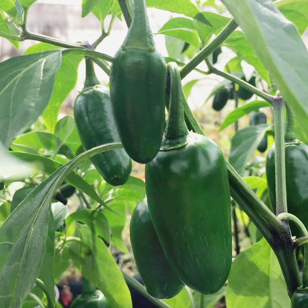 世界の激辛唐辛子苗 ハラペーニョ