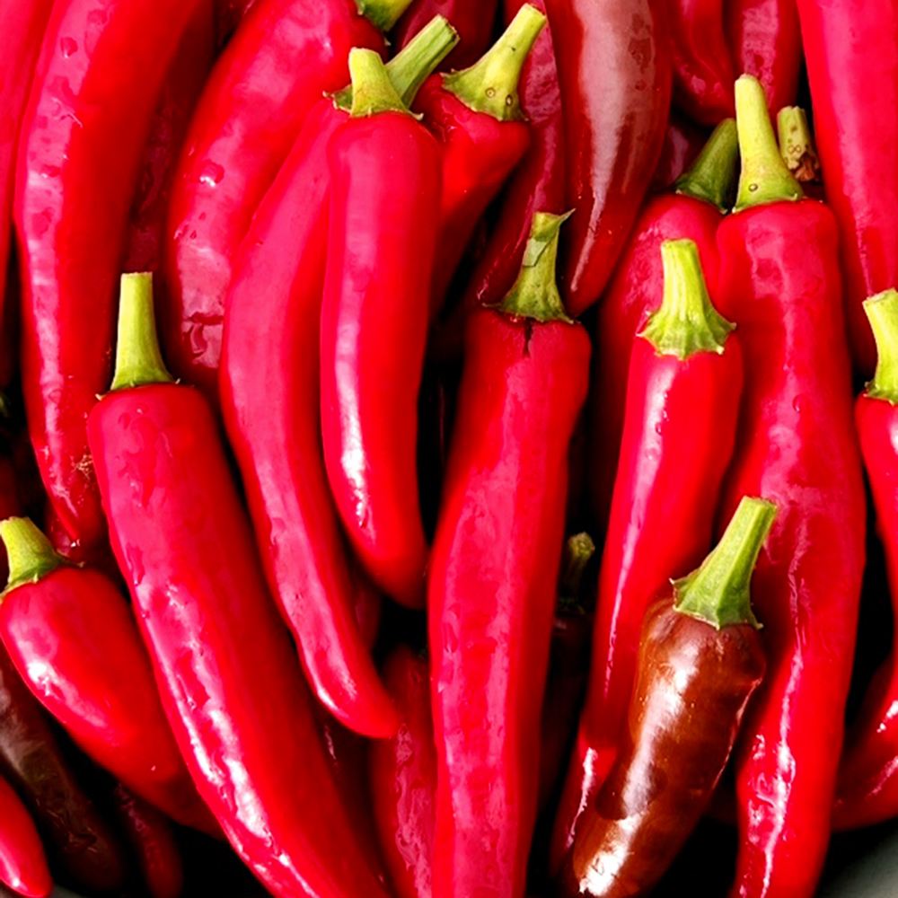 世界の激辛唐辛子苗 韓国唐辛子 太実