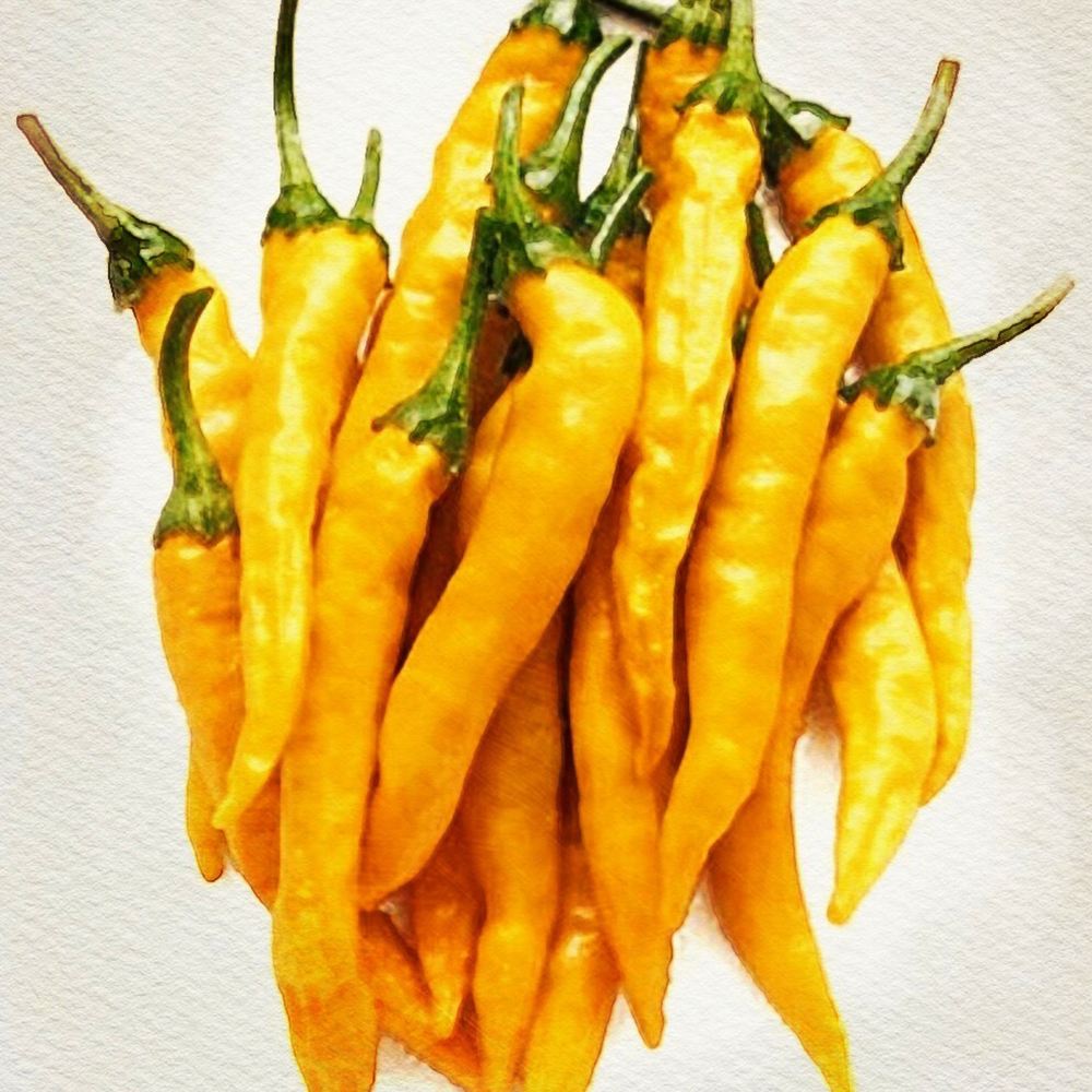 世界の激辛唐辛子苗 黄金唐辛子