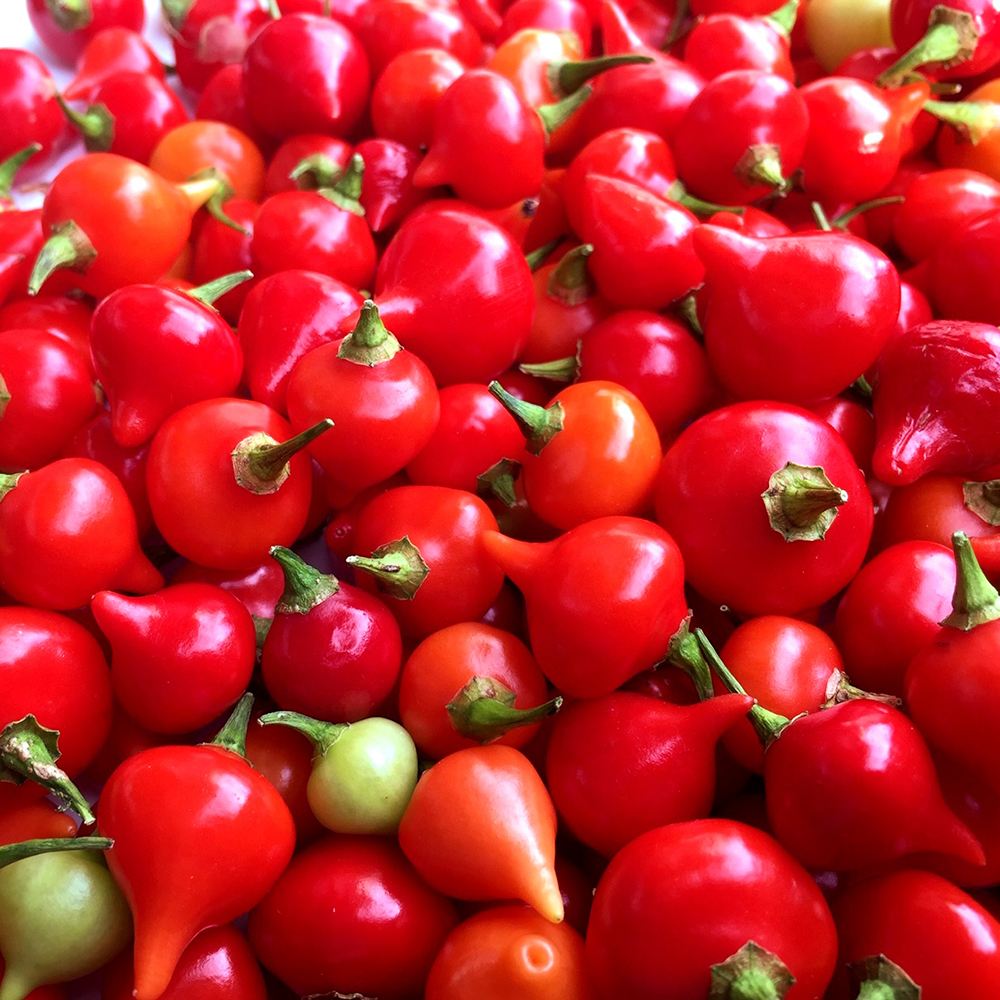 世界の激辛唐辛子苗 ビキーニョ