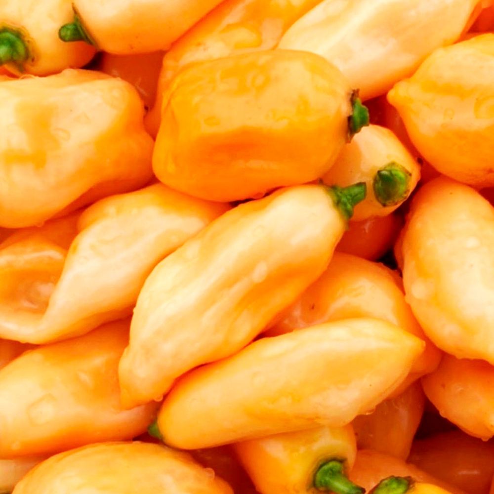 世界の激辛唐辛子苗 ピメンタデシェイロアセミラ