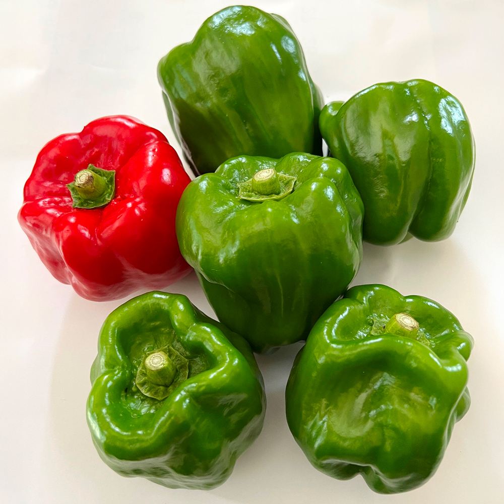 世界の激辛唐辛子苗 ぼたんこしょう