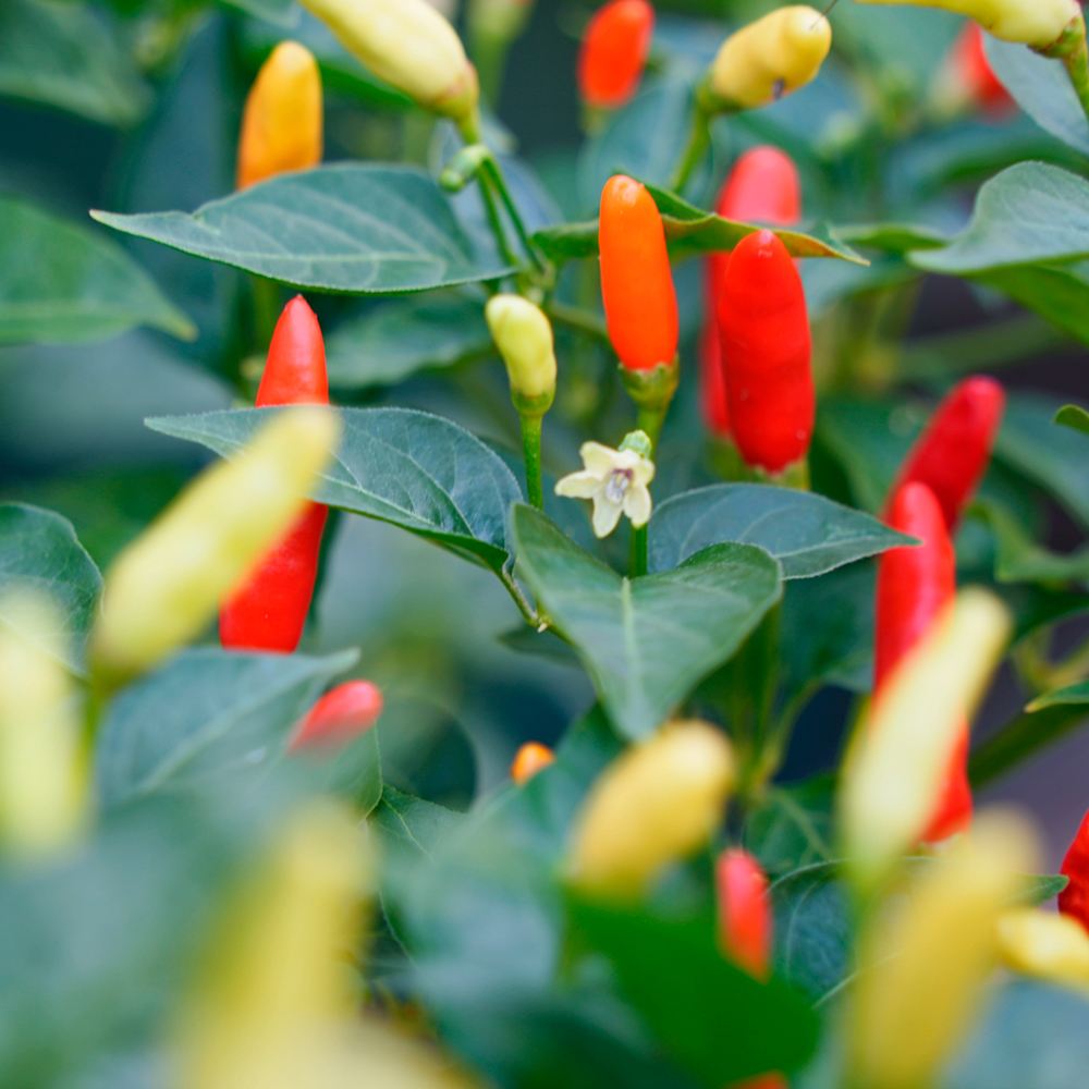 世界の激辛唐辛子苗 タバスコ