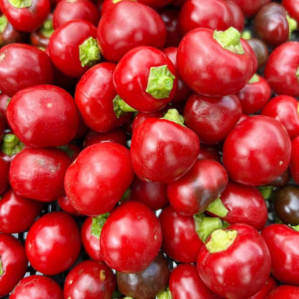 世界の激辛唐辛子苗 ペペロンチーノロトンド