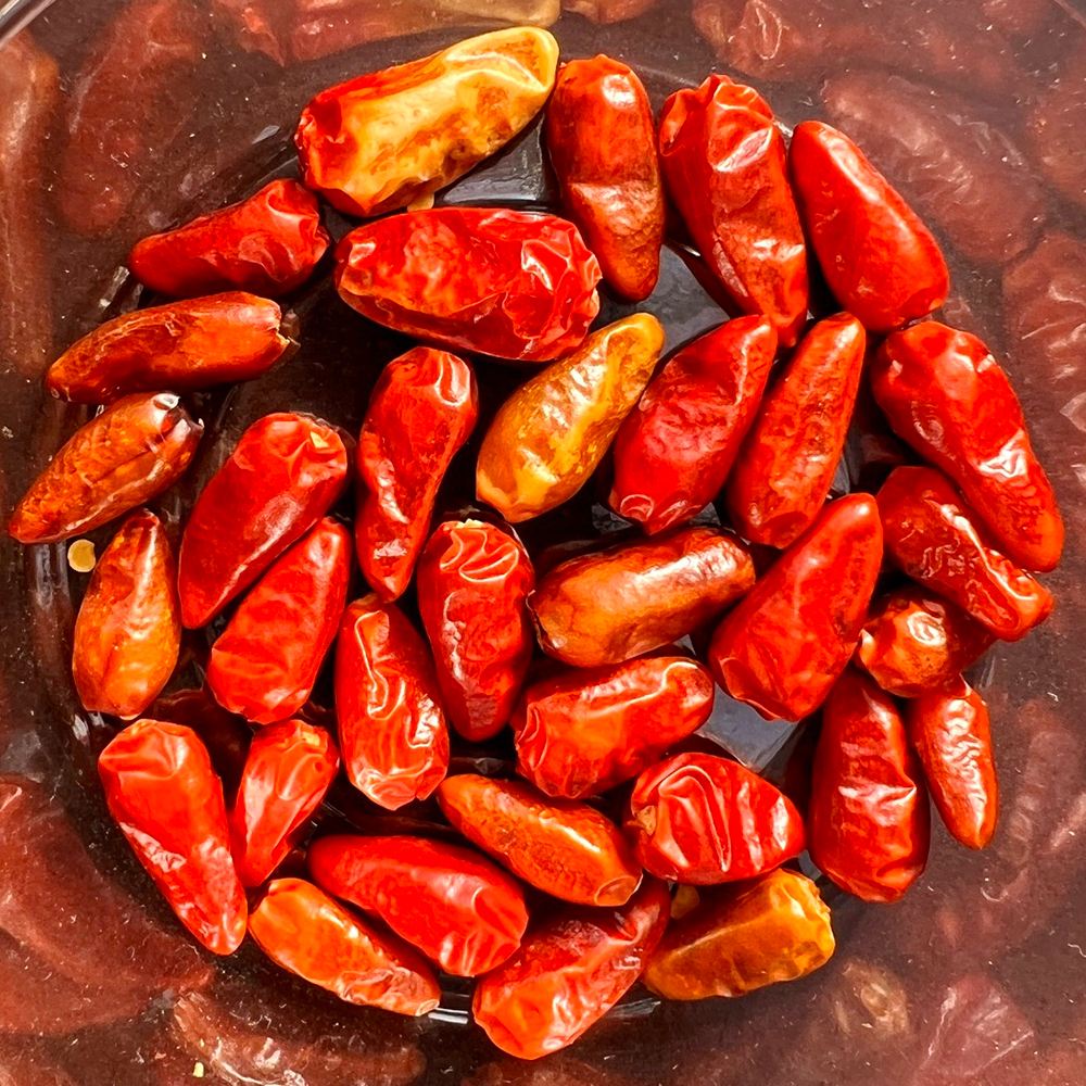 世界の激辛唐辛子苗 モノチコペルー