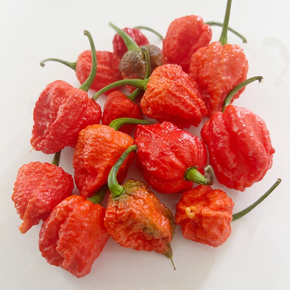 世界の激辛唐辛子苗 ドラゴンズブレス