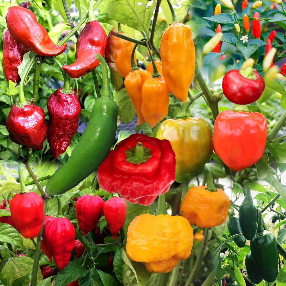 世界の激辛唐辛子苗 唐辛子苗おまかせ