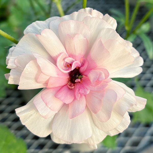 ポット植え球根 ラナンキュラスラックス アリアドネPVP 1株