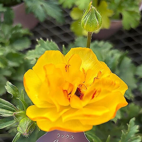 ポット植え球根 ラナンキュラスラックス アルテミスPVP 1株