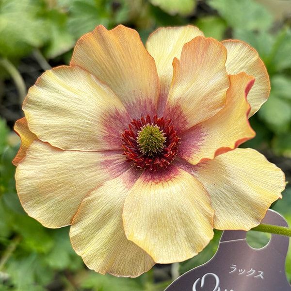 ポット植え球根 ラナンキュラスラックス ウラノス 1株