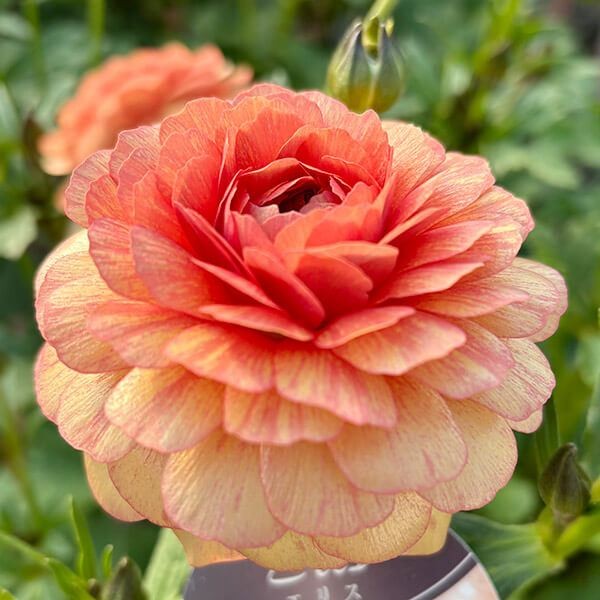 ポット植え球根 ラナンキュラスラックス エリス 1株