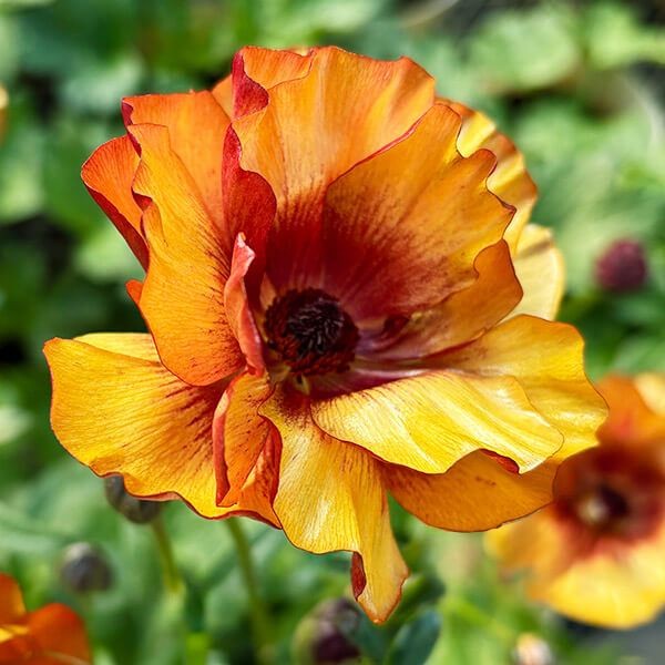 ポット植え球根 ラナンキュラスラックス サティロス 1株