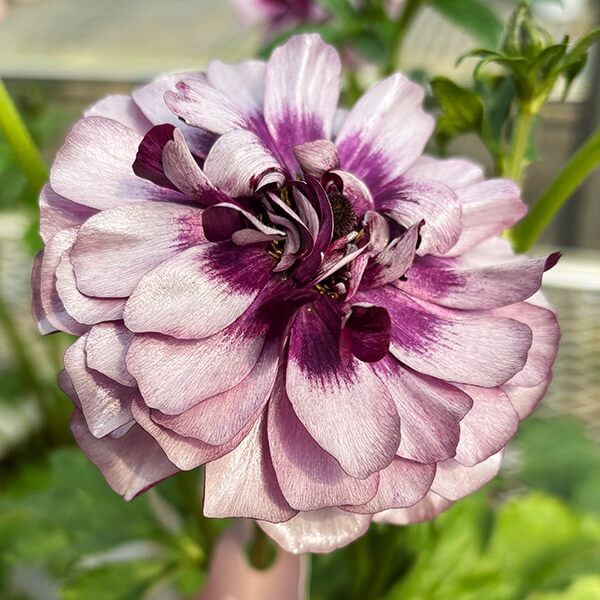 ポット植え球根 ラナンキュラスラックス ティーバー 1株