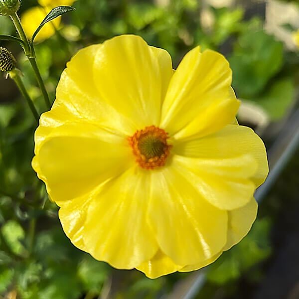 ポット植え球根 ラナンキュラスラックス ピュタロスPVP 1株