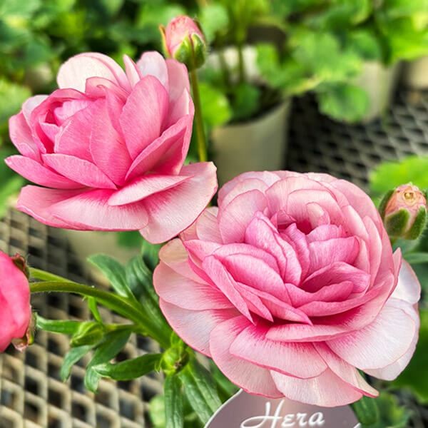 ポット植え球根 ラナンキュラスラックス ヘラ 1株