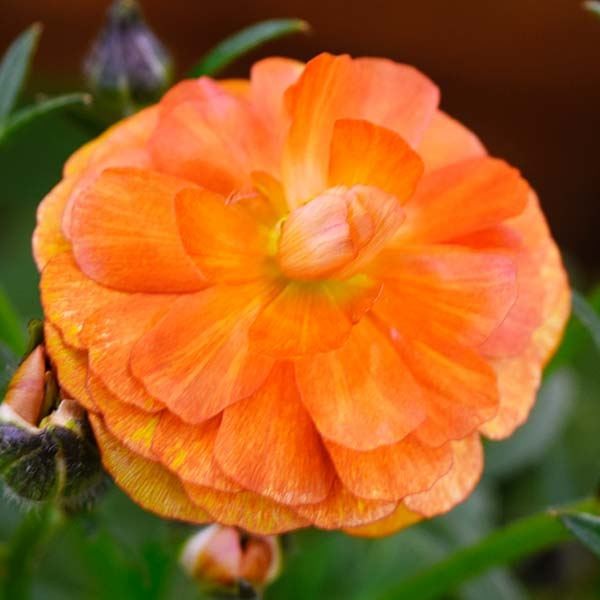 ポット植え球根 ラナンキュラスラックス ミノアン 1株