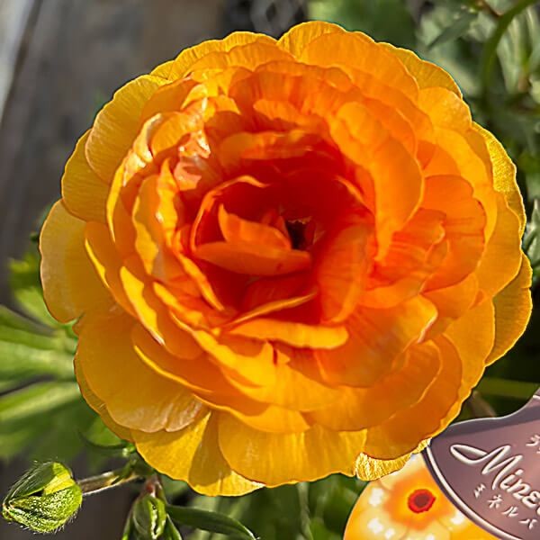 ポット植え球根 ラナンキュラスラックス ミネルバ 1株