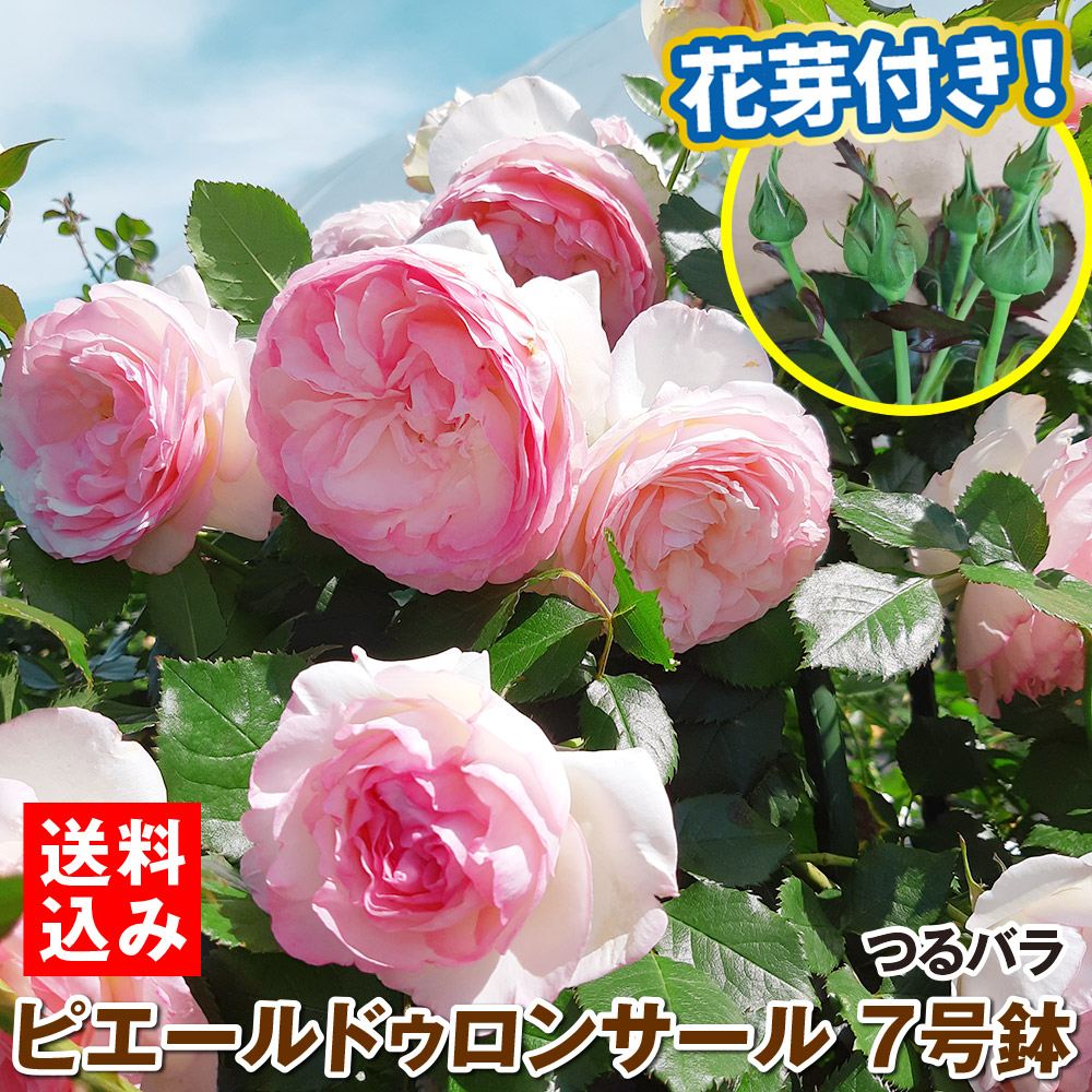 バラ苗 つるバラ ピエールドゥロンサールR 7号鉢蕾つき 1株 開花見込み株 送料込み