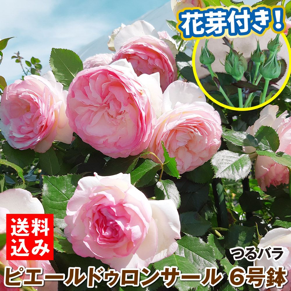 バラ苗 つるバラ ピエールドゥロンサールR 6号鉢蕾つき 1株 開花見込み株 送料込み