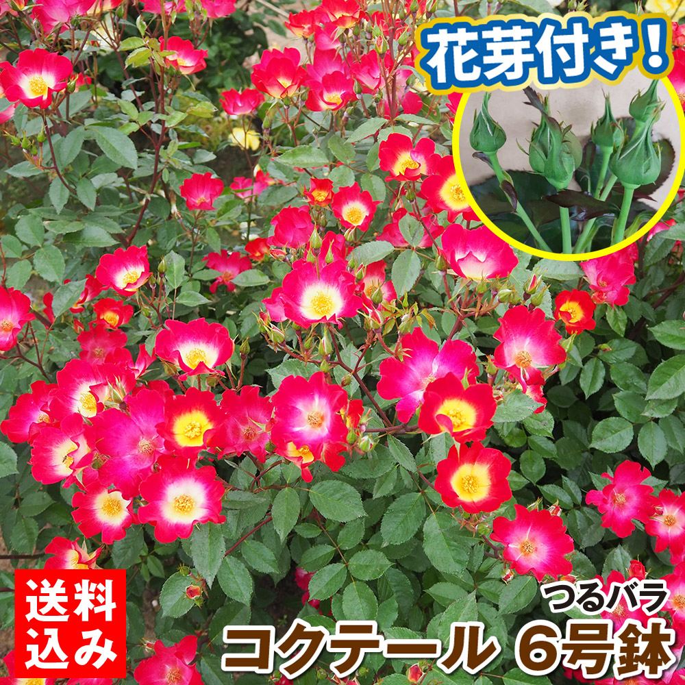 バラ苗 コクテール 6号鉢 蕾つき 1株 開花見込み株 送料込み