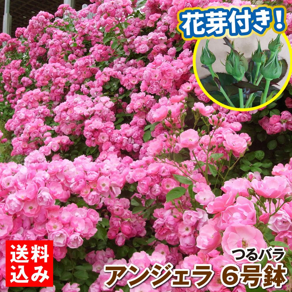バラ苗 つるバラ アンジェラ 6号鉢 蕾つき 1株 開花見込み株 送料込み