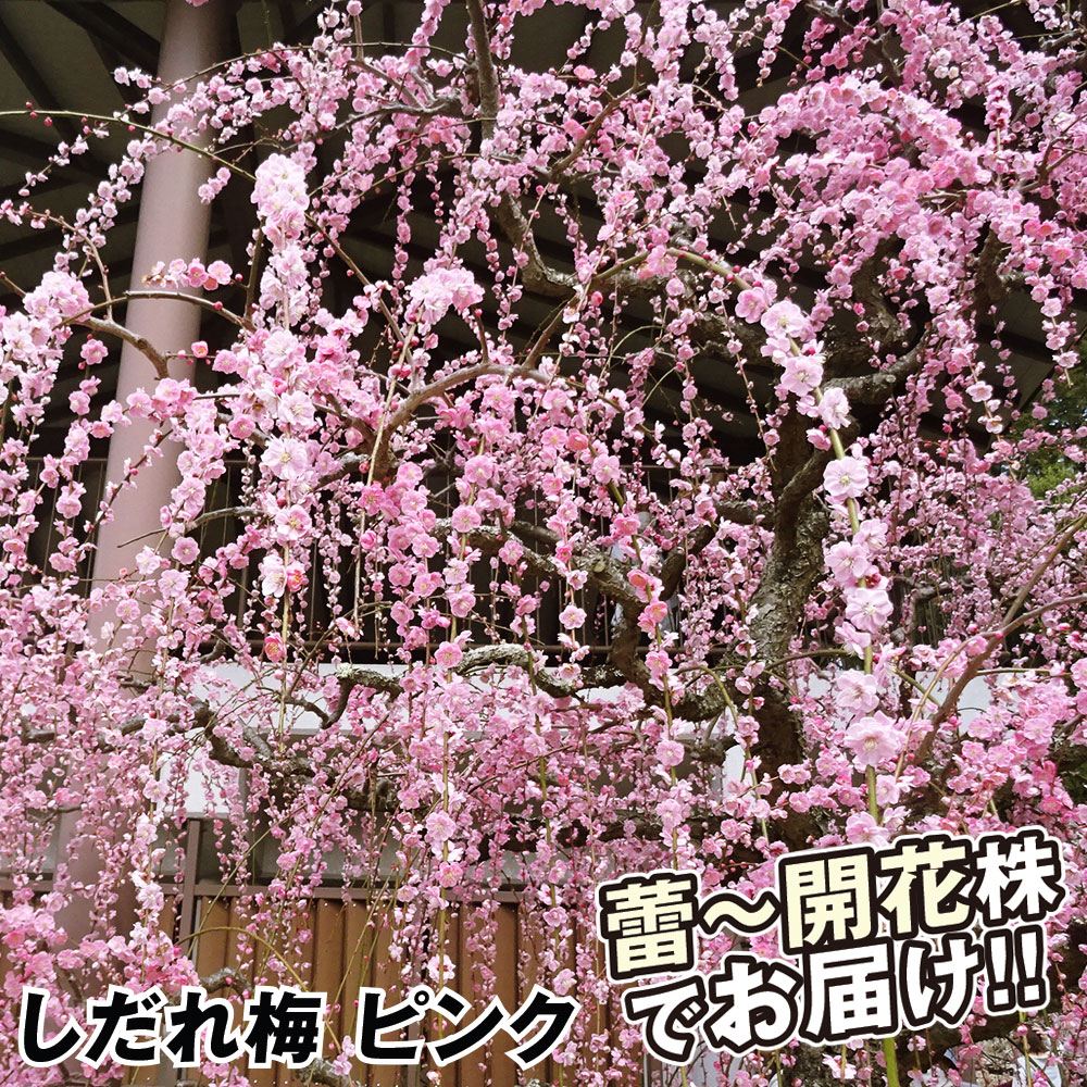 梅鉢植え しだれ梅 ピンク 開花株 1鉢 送料込み