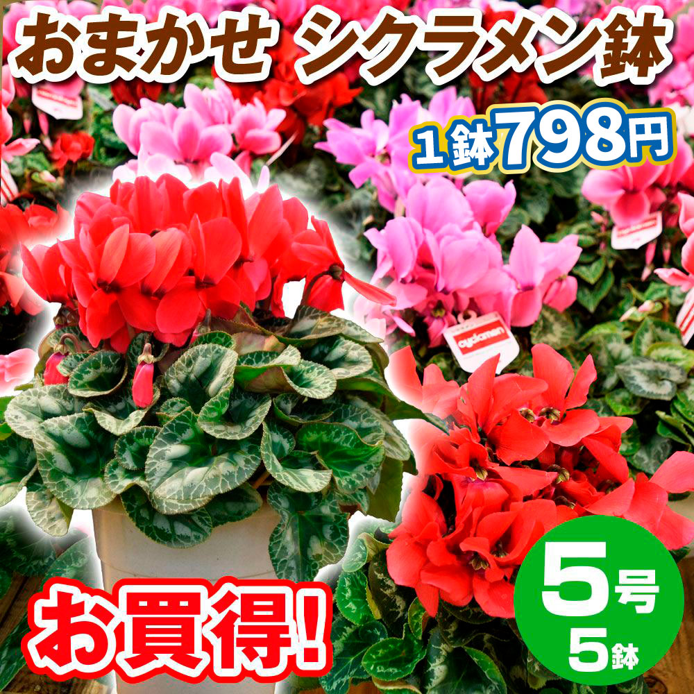 鉢花 シクラメン お買得5号鉢(花色おまかせ) 5鉢 送料込み