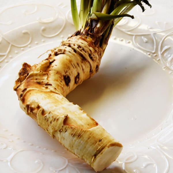 有用植物苗 ホースラディッシュ 2株