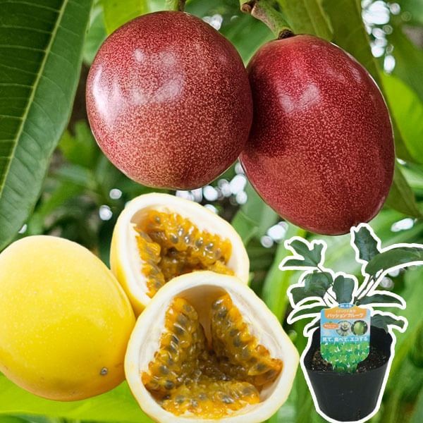 有用植物苗 パッションフルーツ(くだもの時計草) 赤紫実＋黄実 2種2株