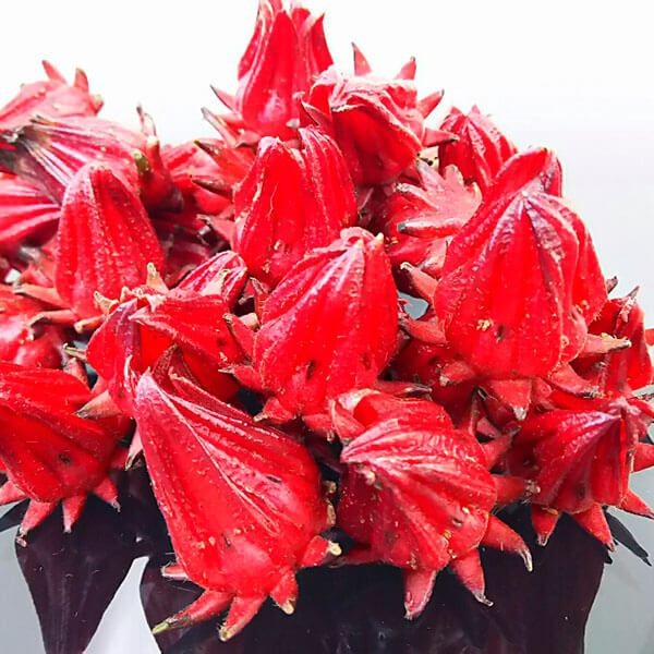 有用植物苗 ローゼル パープル 2株