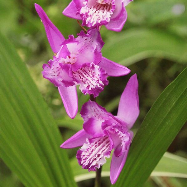 ラン・山野草 三蝶咲シラン 1株