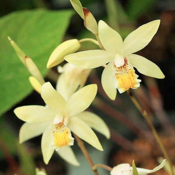 ラン・山野草 姫黄花シラン 1株