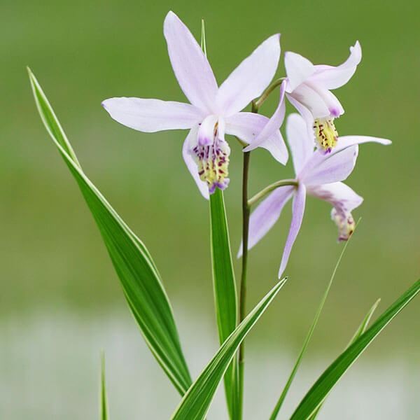 ラン・山野草 白覆輪桃花シラン 1株