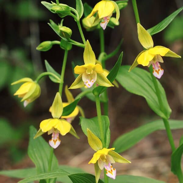 ラン・山野草 黄花カキラン 1株