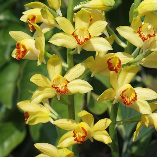 ラン・山野草 ガンセキラン 1株