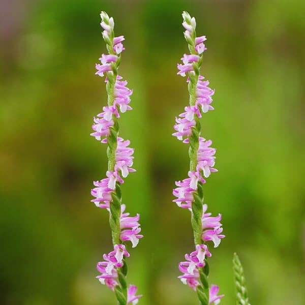 ラン・山野草 ネジバナ 2～3芽入り 1株