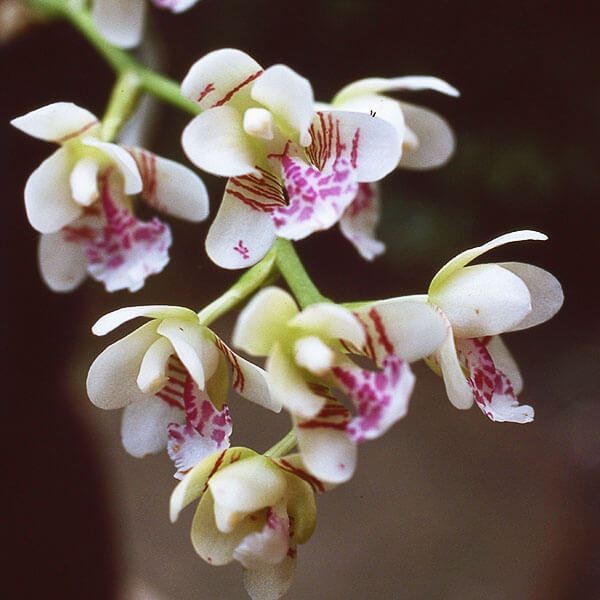 ラン・山野草 ナゴラン 1株