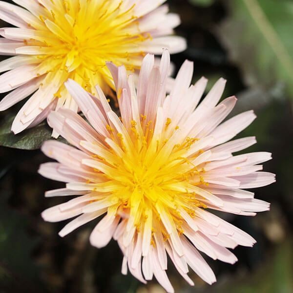 ラン・山野草 緋紅タンポポ 1株
